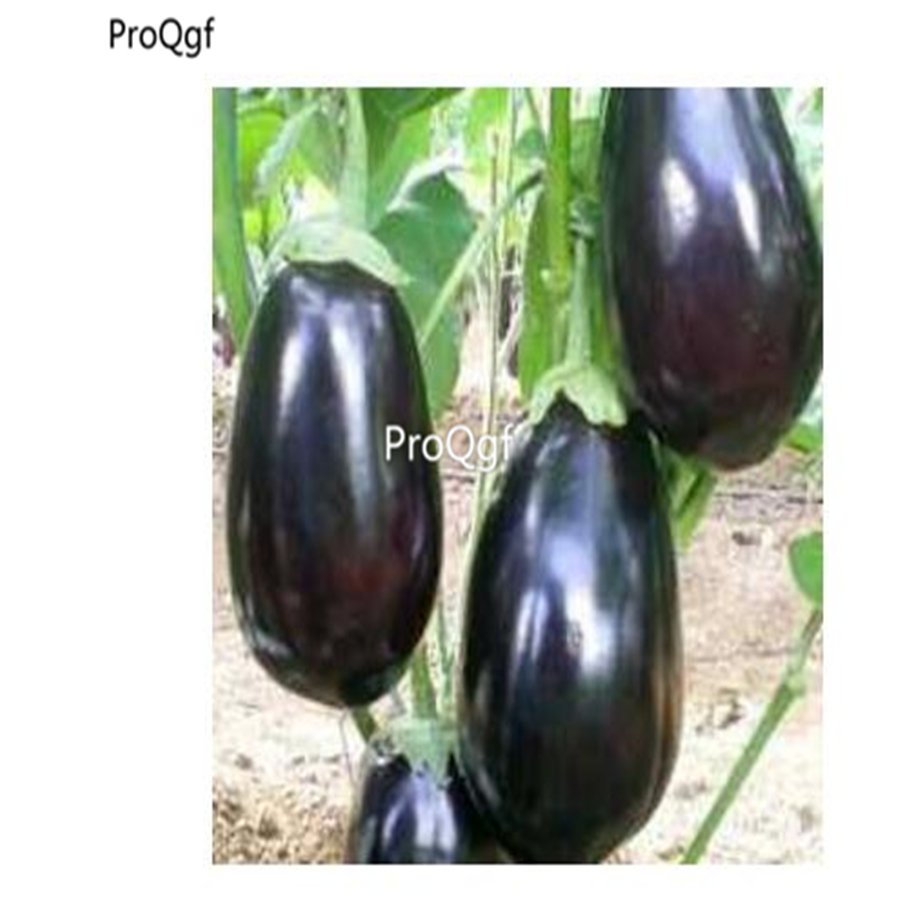 prodgf 6000pcs black Small Eggplant  seed