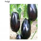 prodgf 6000pcs black Small Eggplant  seed
