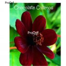 prodgf 8000pcs dark red Rare cosmos  seed