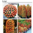 prodgf 6000pcs Tangerine  orange seed