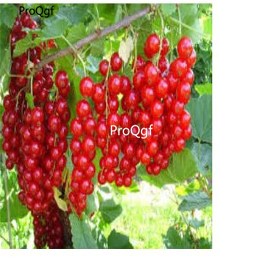 prodgf 6000pcs red Grape  seed