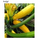 prodgf 3000pcs  Yellow gourd seed