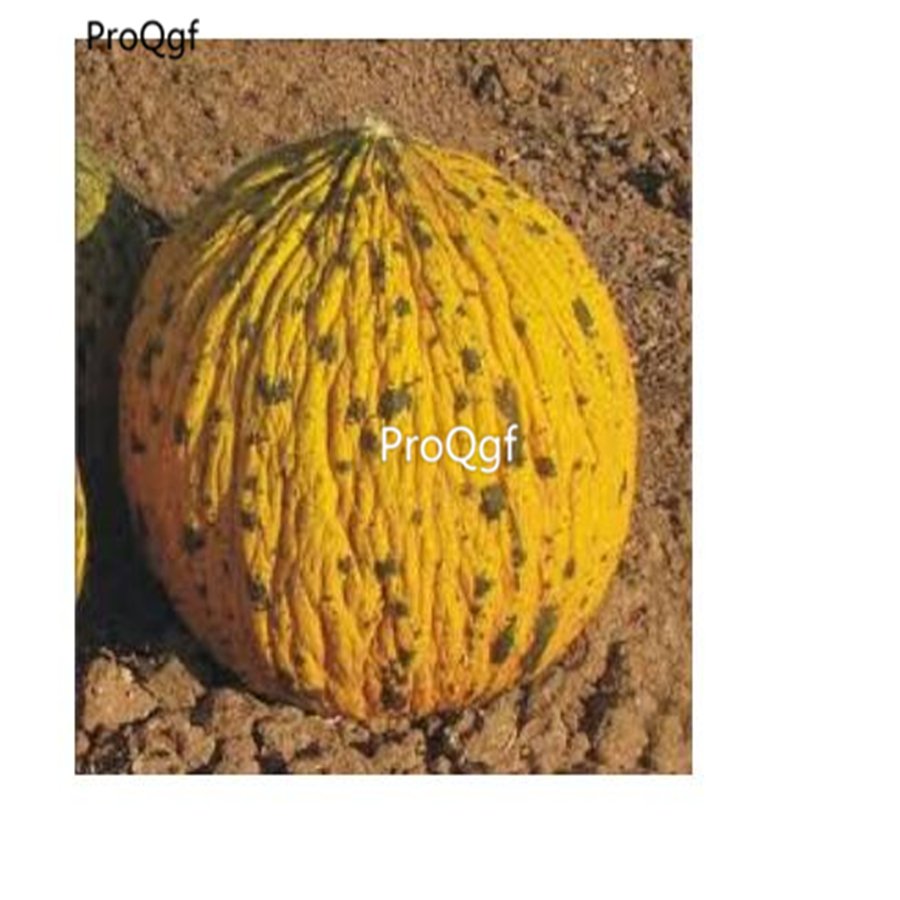 prodgf 6000pcs Bowler hami melon seed