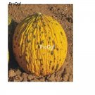 prodgf 6000pcs Bowler hami melon seed