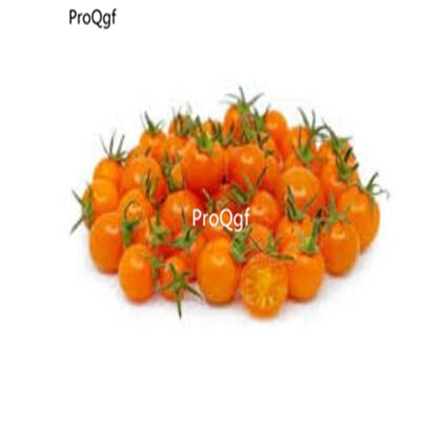prodgf 6000pcs pearl shape Orange Tomato seed