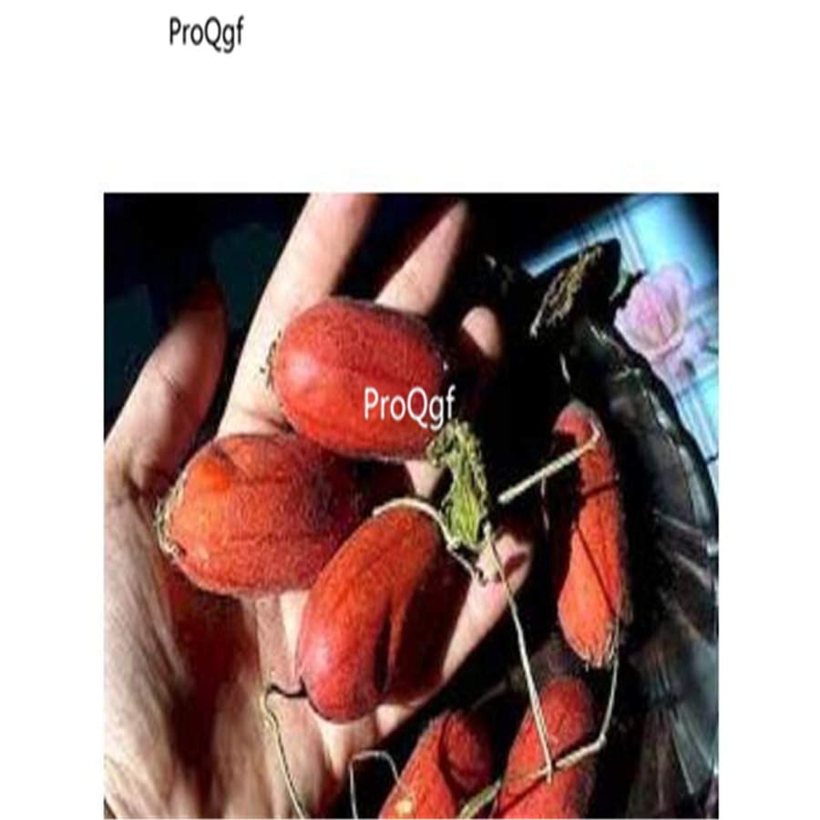 prodgf 6000pcs Rare Red Cucumber seed