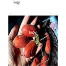 prodgf 6000pcs Rare Red Cucumber seed