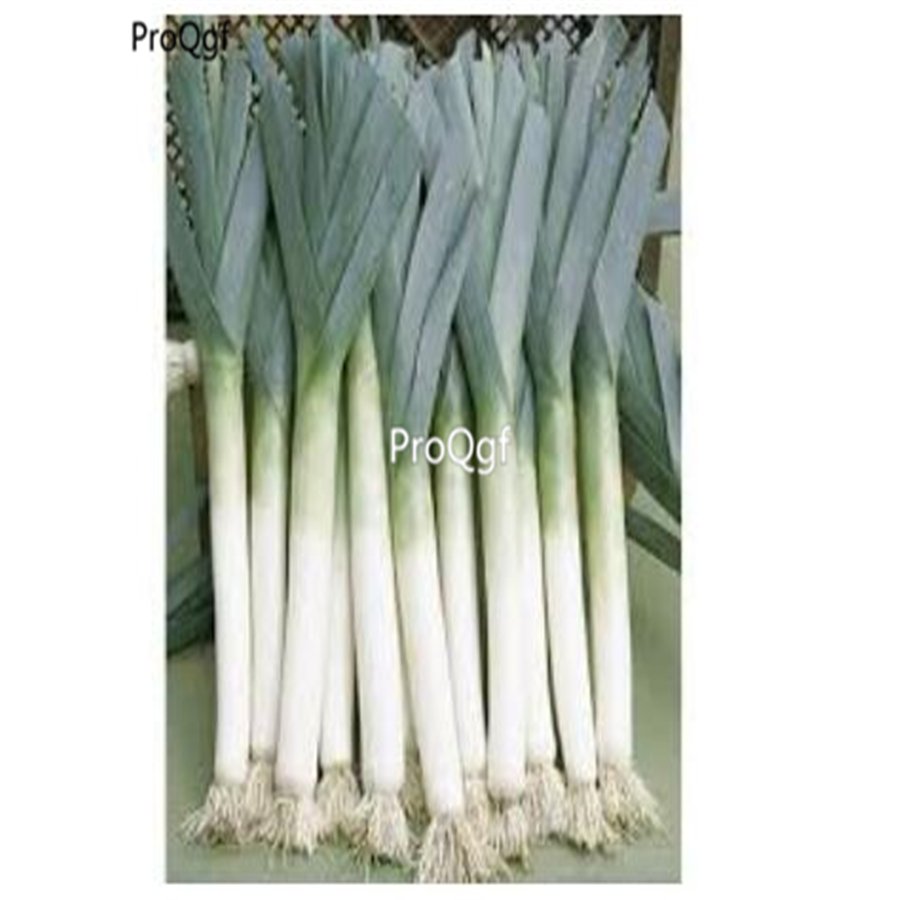 prodgf 9000pcs white Leeks vegetable seed