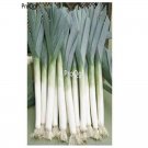 prodgf 9000pcs white Leeks vegetable seed