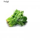 prodgf 8000pcs Spinach vegetable seed