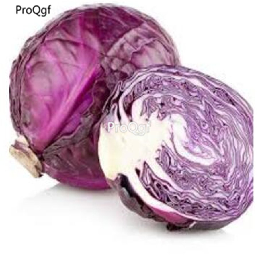 prodgf 3000pcs Purple Cabbage seed