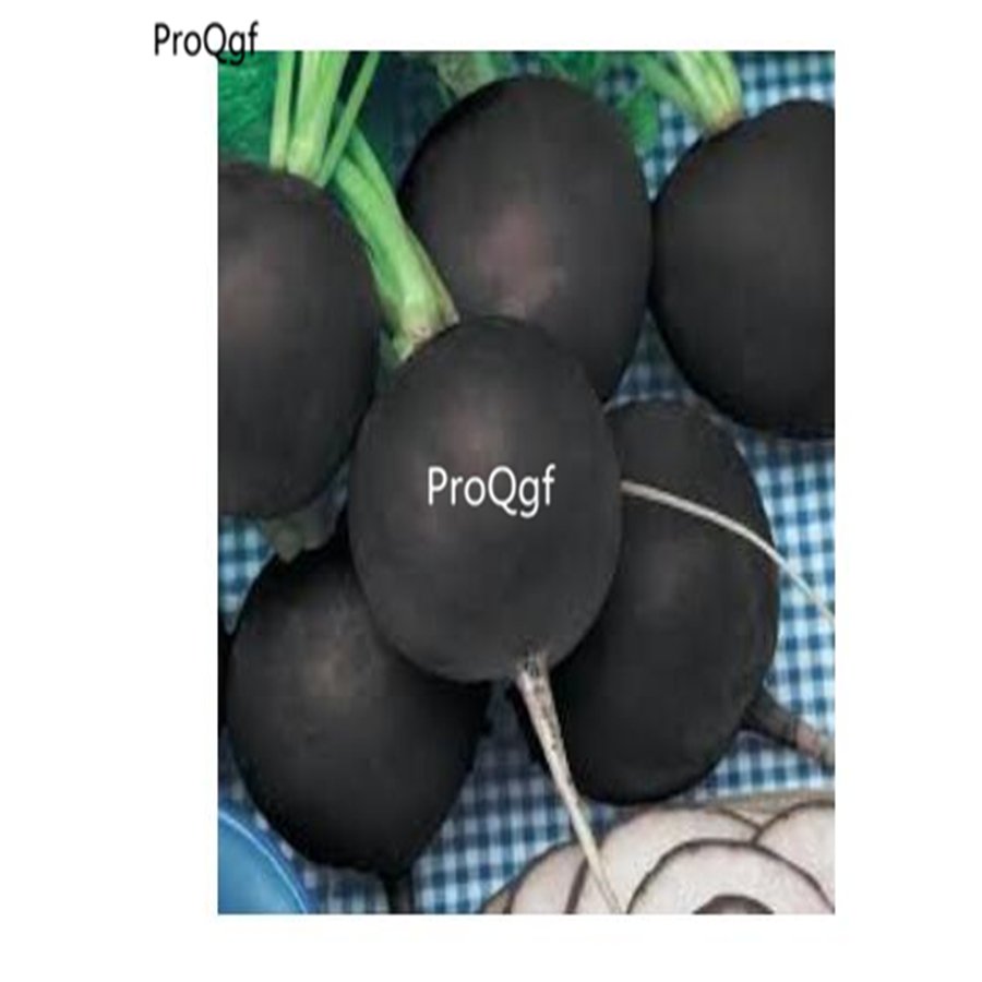 prodgf 6000pcs Black Radish  vegetable seed