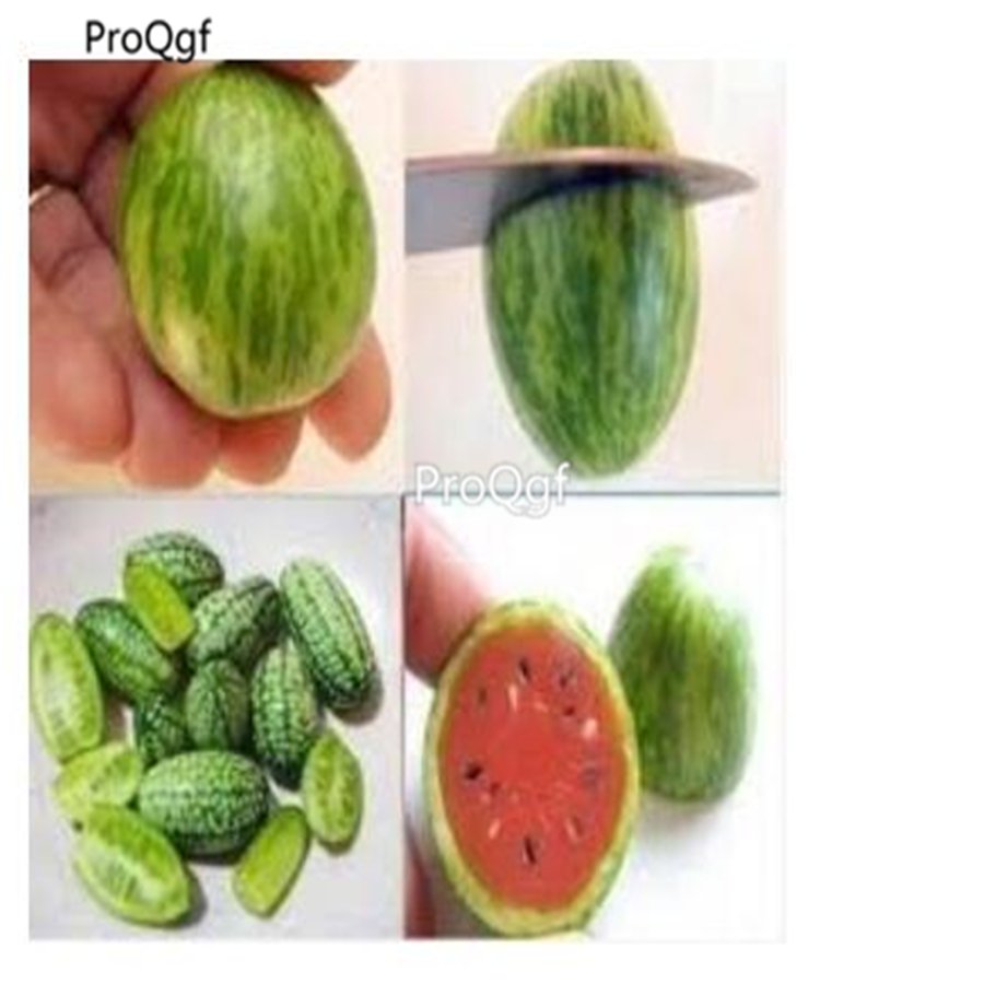 prodgf 3000pcs Tiny Watermelon fruit seed