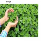 prodgf 9000pcs Mint  vegetable seed