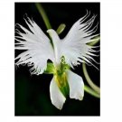 prodgf 3000pcs Radiata  orchid seed