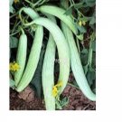 prodgf 6000pcs Gherkin Cucumber vegetable seed