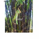 prodgf 6000pcs Rare Black Bamboo  seed