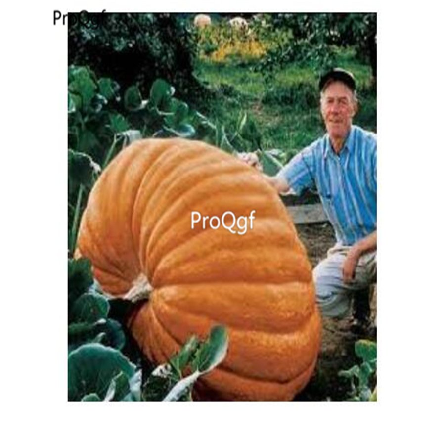 prodgf 2000pcs Big Pumpkin  seed