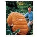 prodgf 2000pcs Big Pumpkin  seed
