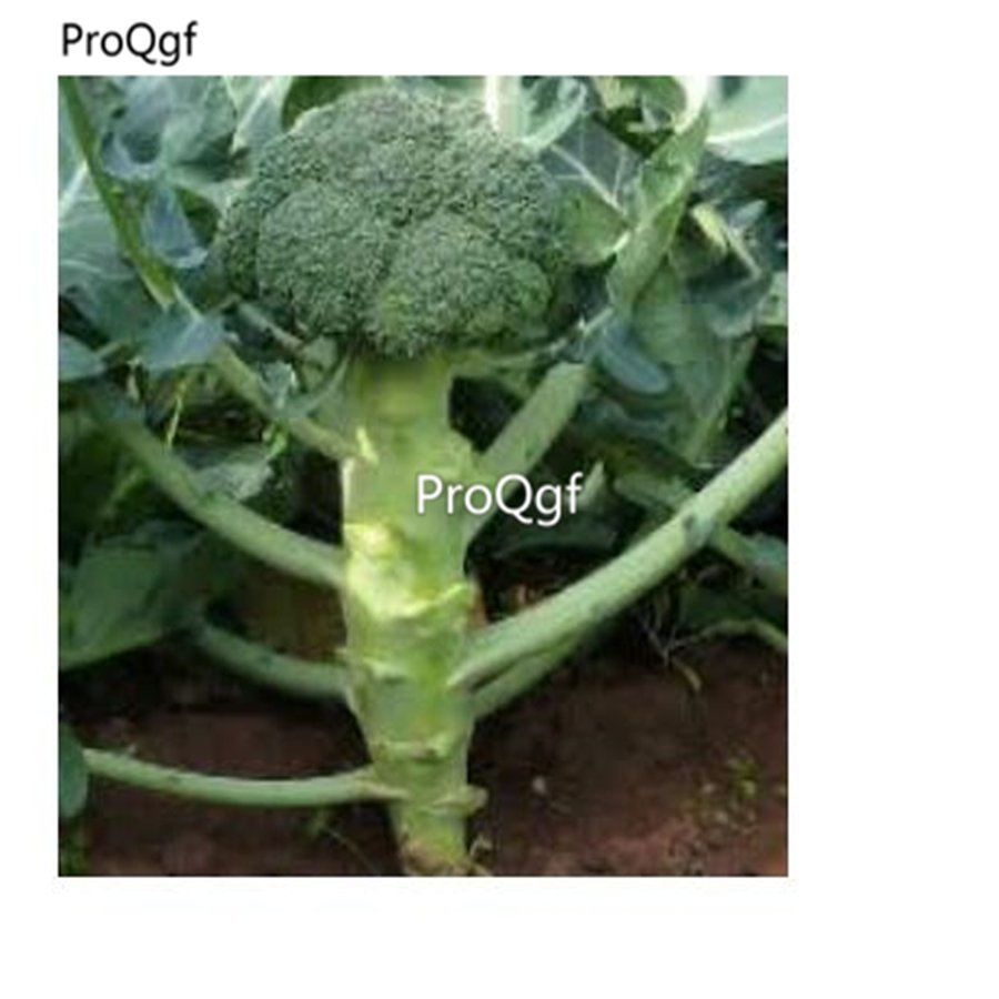 Prodgf 2000pcs Green Broccoli Vegetable Seed