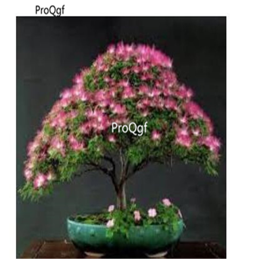prodgf 2000pcs albizza tree  seed