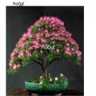prodgf 2000pcs albizza tree  seed
