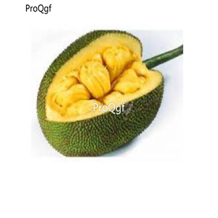 prodgf 50pcs jackfruit seed