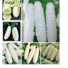prodgf 6000pcs White Cucumber  seed