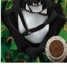 prodgf 6000pcs rare Black White Rose flower seed