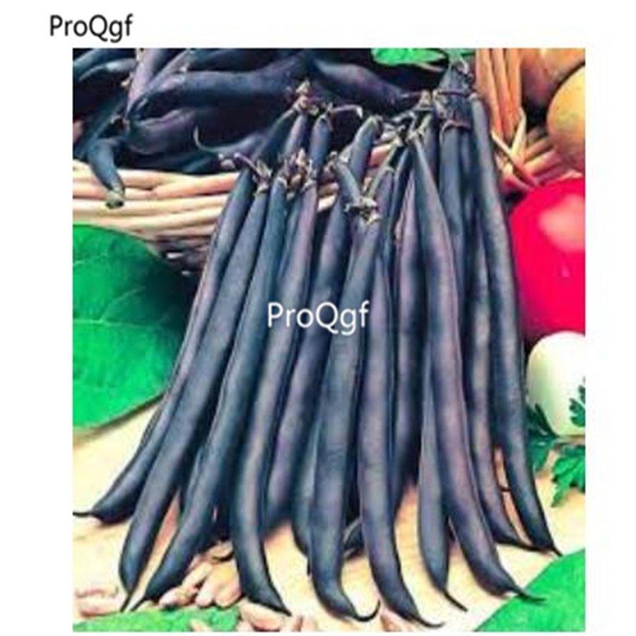 prodgf 3000pcs Black Bean vegetable seed