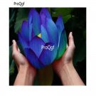 prodgf 500pcs Holy water lotus flower seed
