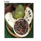 prodgf 300pcs Tropical Graviola  seed