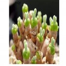 prodgf 5pcs Monilaria obconica plant