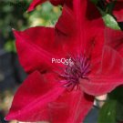 prodgf 5pcs nubiya clematis flower root