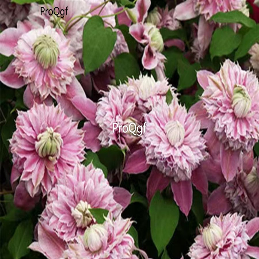 prodgf 5pcs double petal pink yuesefen clematis flower root