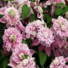 prodgf 5pcs double petal pink yuesefen clematis flower root