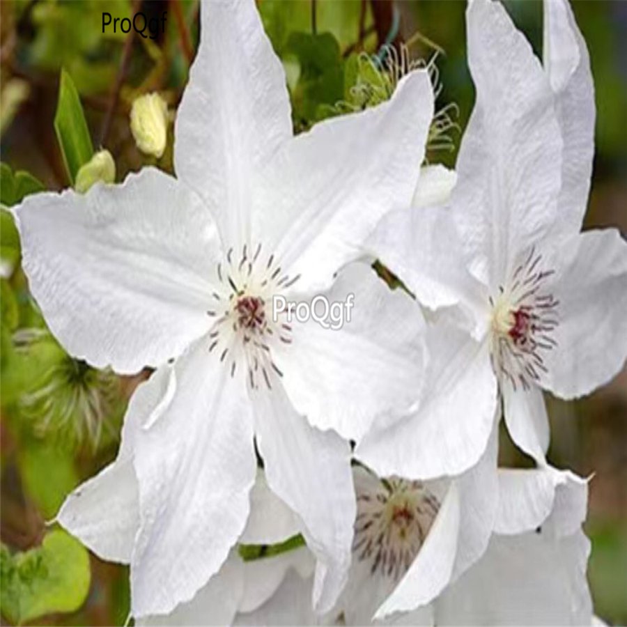 prodgf 5pcs white bride clematis flower root