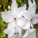 prodgf 5pcs white bride clematis flower root