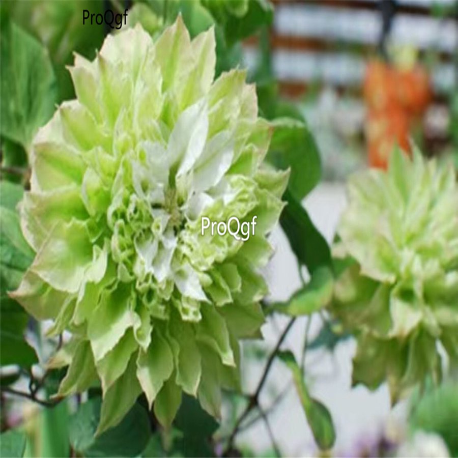 prodgf 5pcs emerald green meidaolv clematis flower root