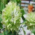 prodgf 5pcs emerald green meidaolv clematis flower root