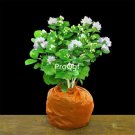 prodgf 5pcs Jasminum sambac plant