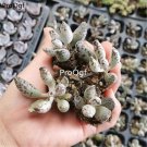 prodgf 3pcs haibao shuipao adromischus cooperi plant
