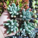 prodgf 5pcs Sedum pachyphyllum Rose plant