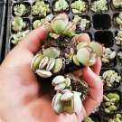 prodgf 5pcs chocolate line plant
