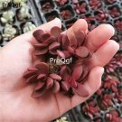 prodgf 5pcs clava red succulent plant