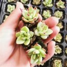 prodgf 5pcs Echeveri agavoides plant