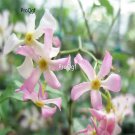 Prodgf 500Pcs pink rare jasmine flower seed
