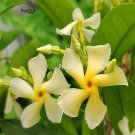 Prodgf 500Pcs yellow re jasmine flower seed