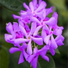 Prodgf 500Pcs purple re jasmine flower seed