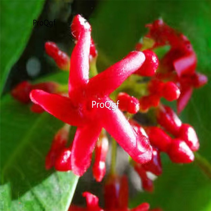 Prodgf 500Pcs red re jasmine flower seed